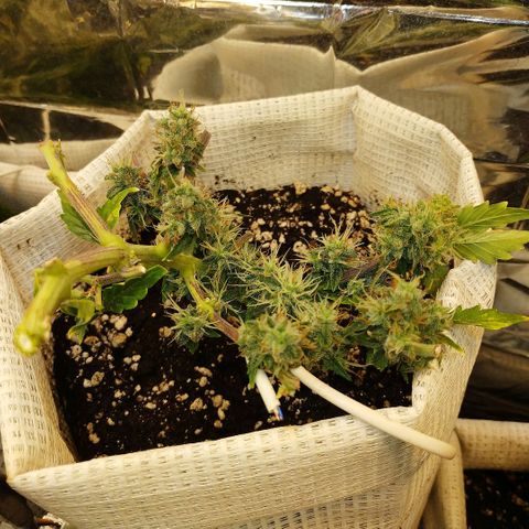 OG Kush Auto growlog timeline photo