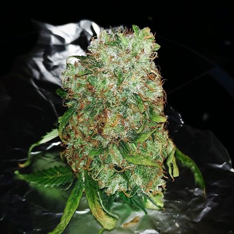 OG Kush Auto growlog timeline photo