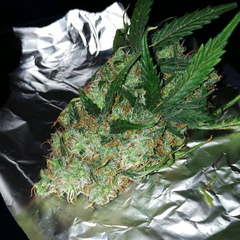 OG Kush Auto growlog timeline photo