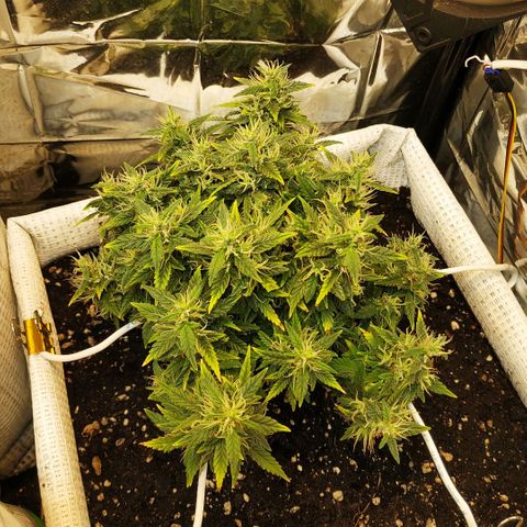 WW growlog timeline photo