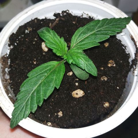 LSD growlog timeline photo