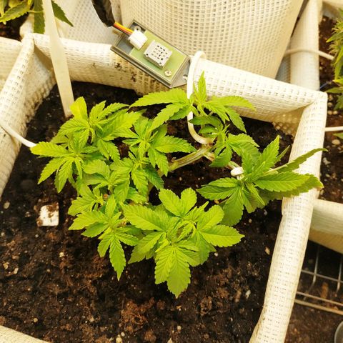 BW growlog timeline photo