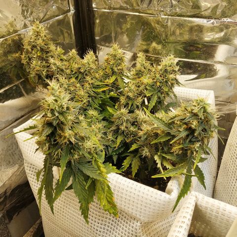 North growlog timeline photo