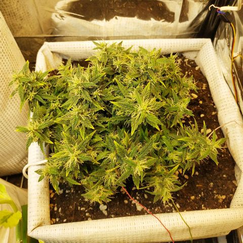 WW growlog timeline photo