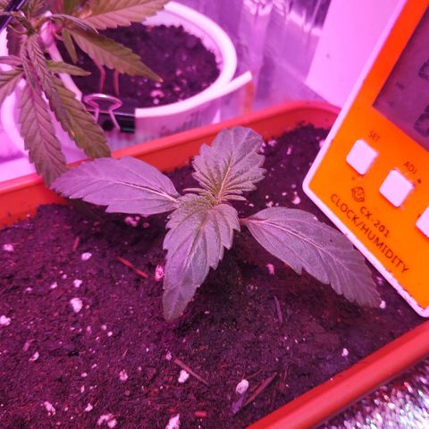 LSD growlog timeline photo