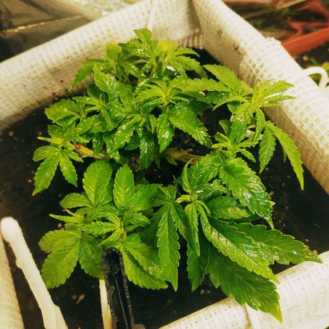 BW growlog timeline photo