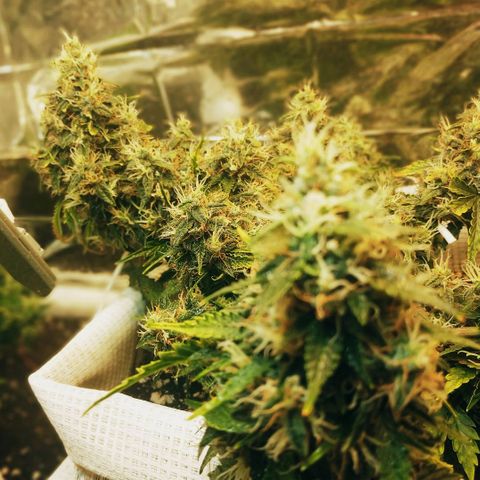 North growlog timeline photo