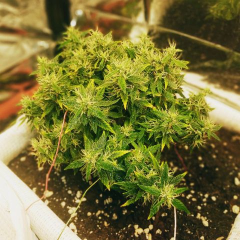 WW growlog timeline photo