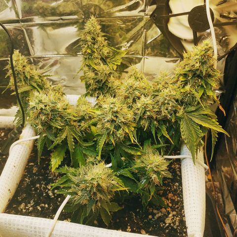 North growlog timeline photo