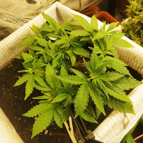 BW growlog timeline photo