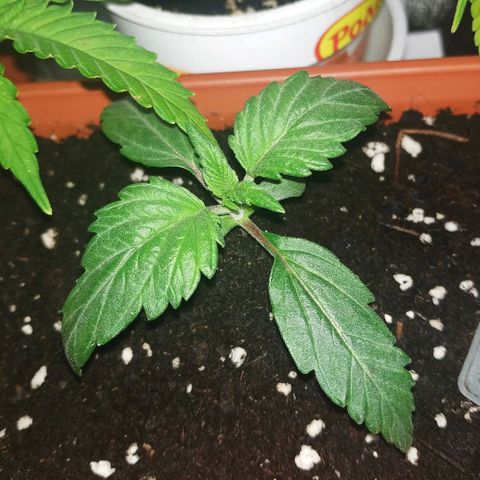 LSD growlog timeline photo