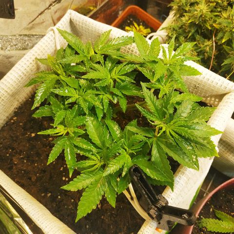 BW growlog timeline photo
