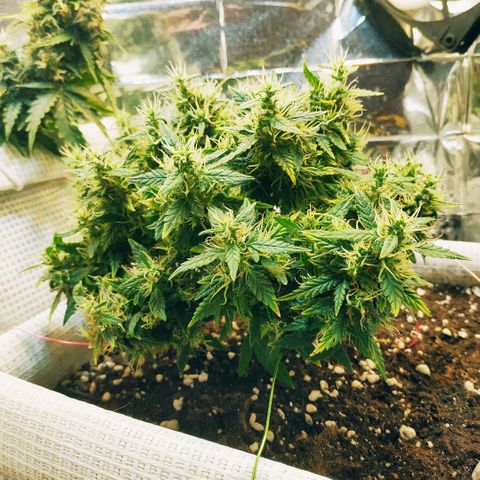 WW growlog timeline photo