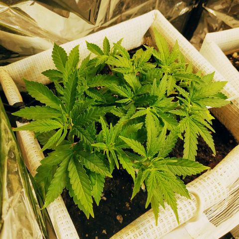 BW growlog timeline photo