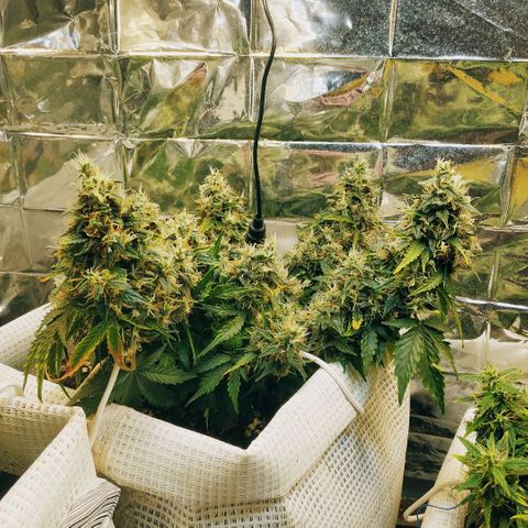 North growlog timeline photo