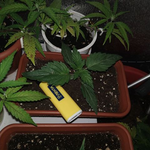 LSD growlog timeline photo