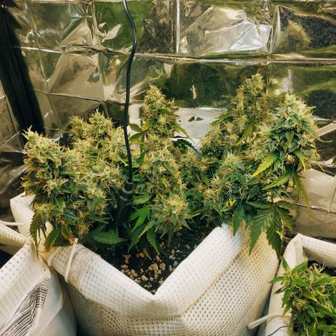 North growlog timeline photo