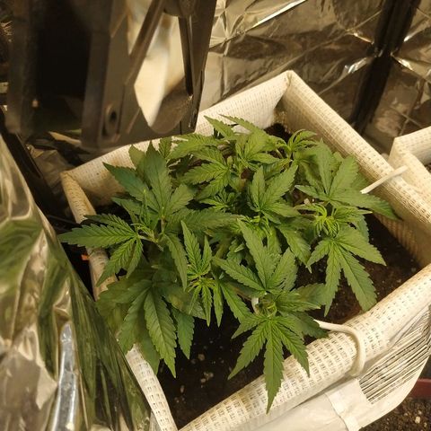 BW growlog timeline photo