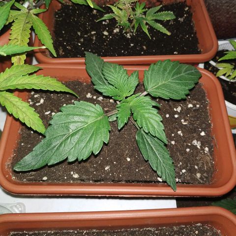 LSD growlog timeline photo