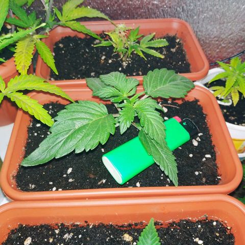 LSD growlog timeline photo