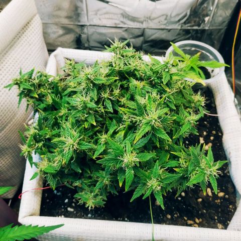 WW growlog timeline photo