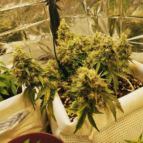 North growlog timeline photo
