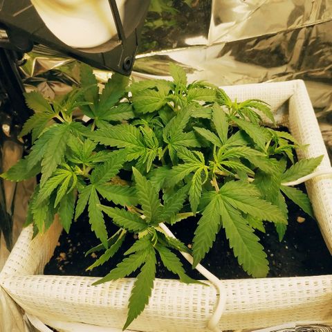 BW growlog timeline photo