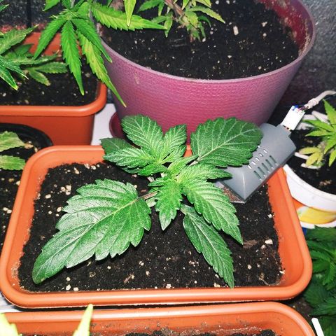 LSD growlog timeline photo