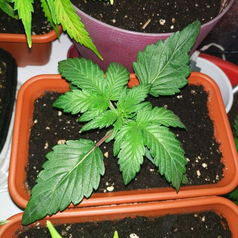 LSD growlog timeline photo