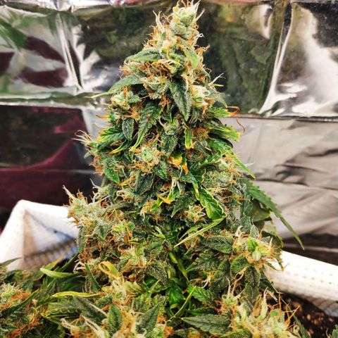 North growlog timeline photo
