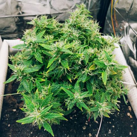 WW growlog timeline photo