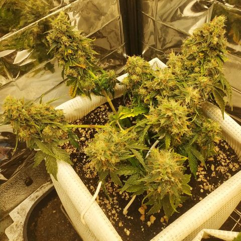 North growlog timeline photo