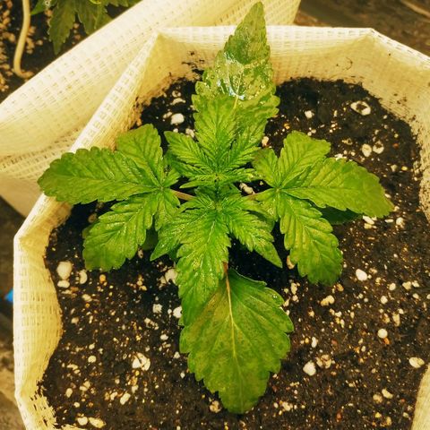LSD growlog timeline photo