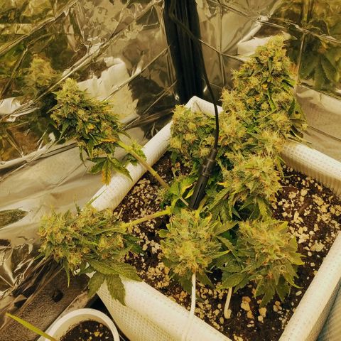 North growlog timeline photo