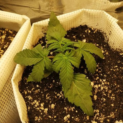 LSD growlog timeline photo