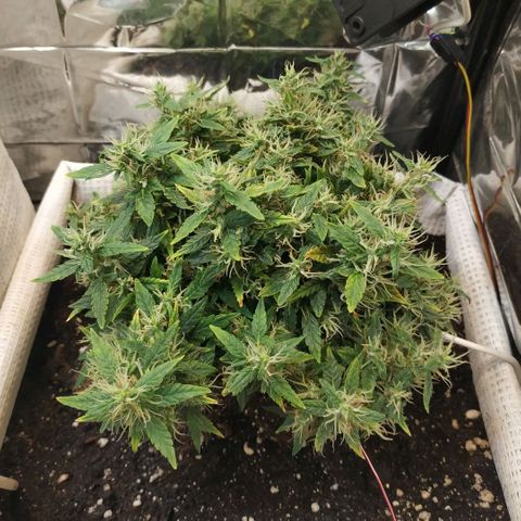 WW growlog timeline photo