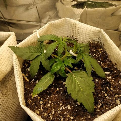 LSD growlog timeline photo