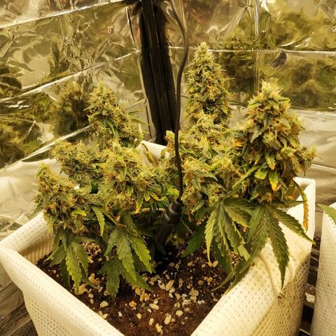North growlog timeline photo