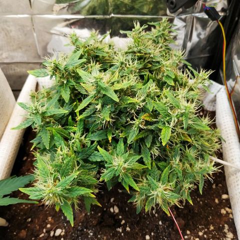WW growlog timeline photo