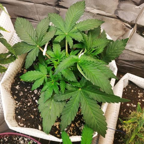 LSD growlog timeline photo
