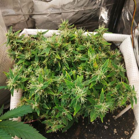 WW growlog timeline photo