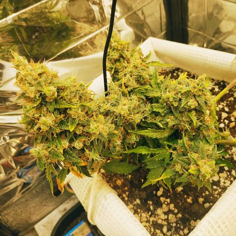 North growlog timeline photo