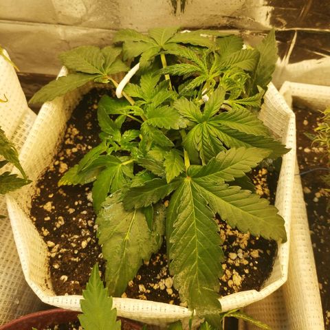 LSD growlog timeline photo