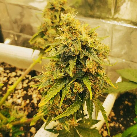 North growlog timeline photo