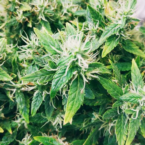 WW growlog timeline photo