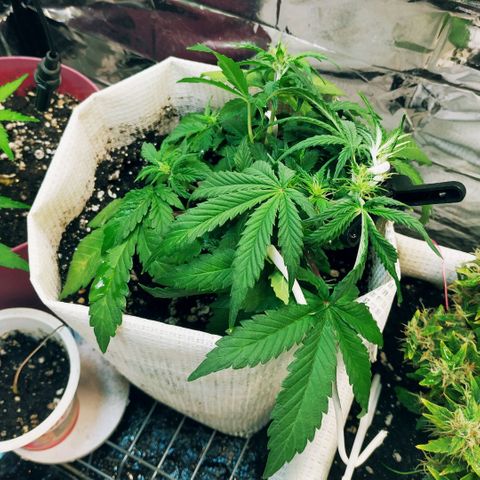 LSD growlog timeline photo