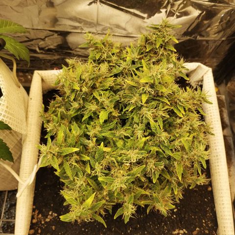 WW growlog timeline photo