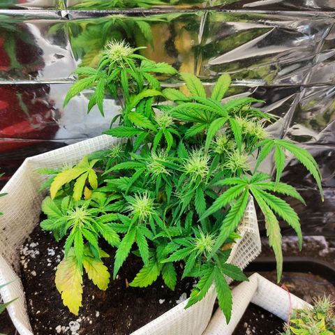 LSD growlog timeline photo