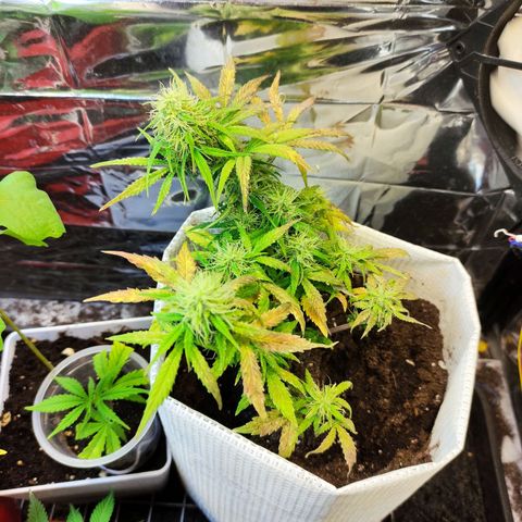 LSD growlog timeline photo