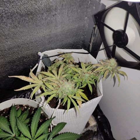 LSD growlog timeline photo